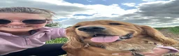Cocker Spaniel dogs for stud: Handsome Golden Cocker Spaniel Stud  - Advert 15