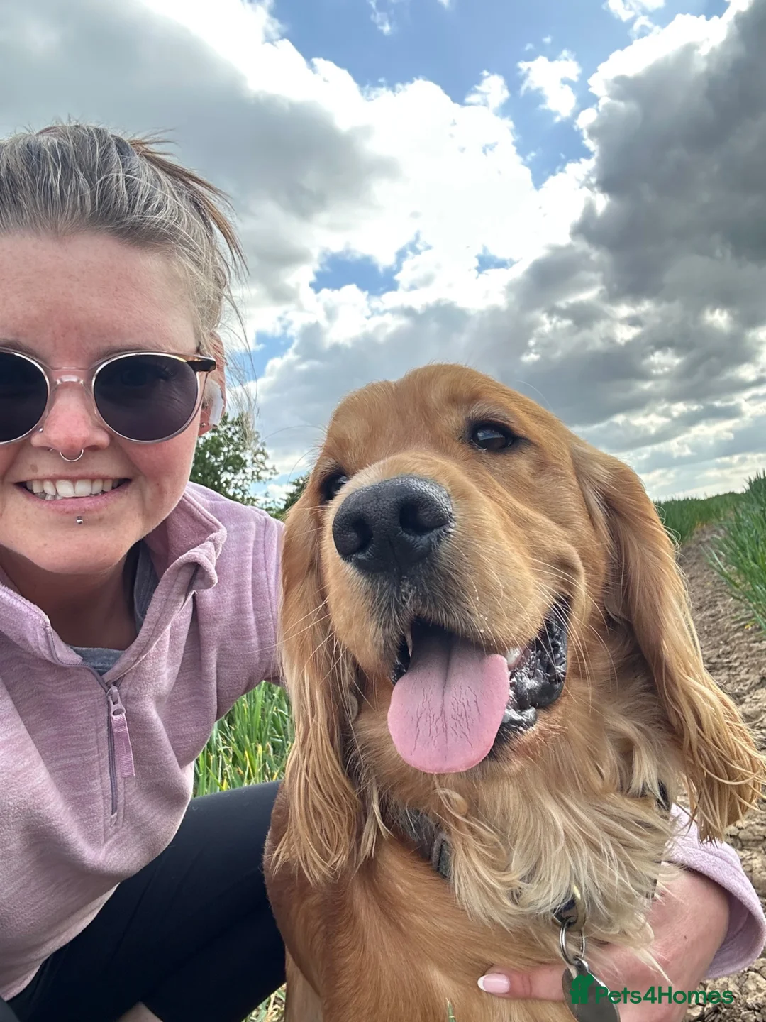 Cocker Spaniel dogs for stud: Handsome Golden Cocker Spaniel Stud  - Advert 15