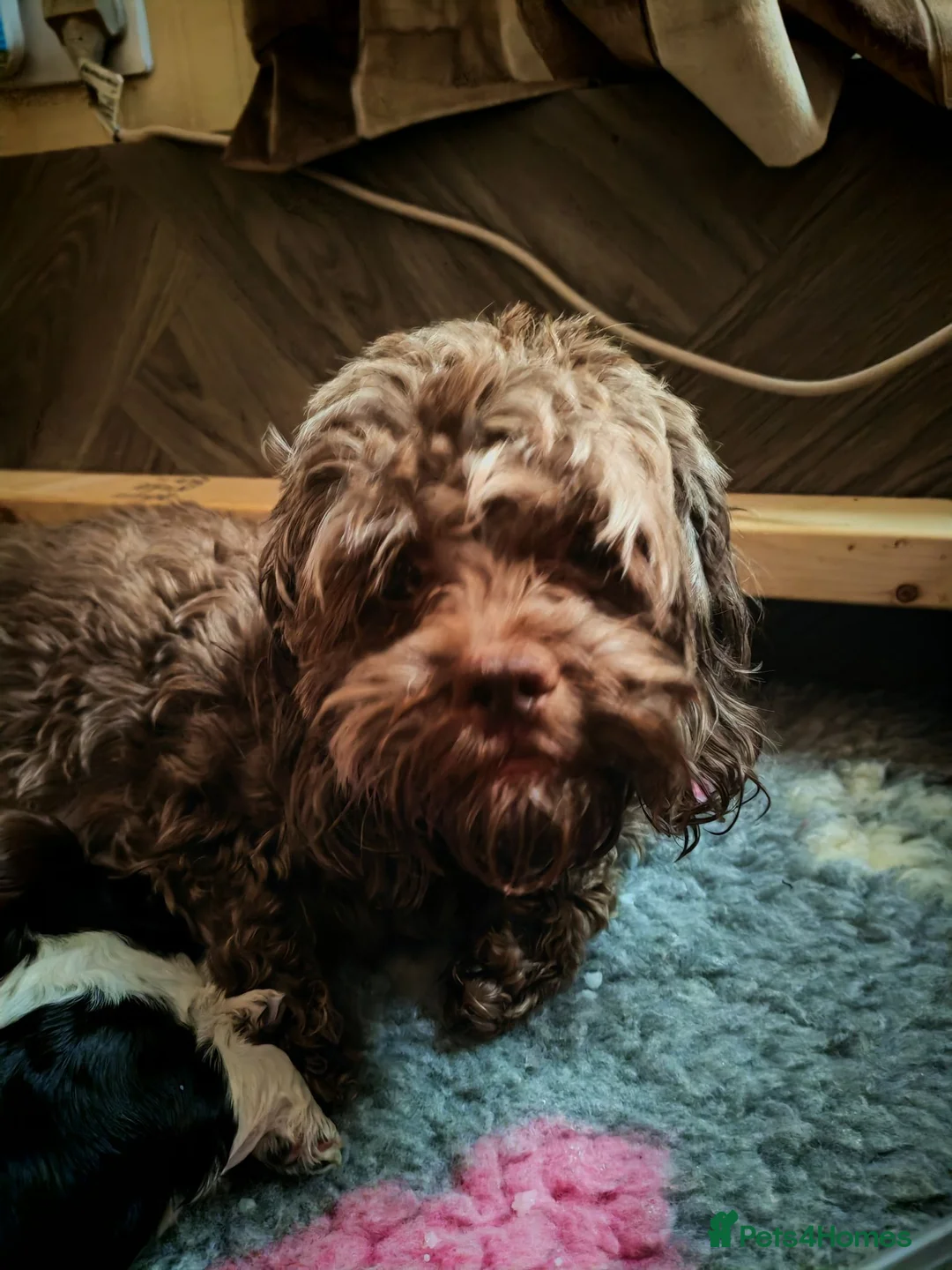 Shihpoo dogs for sale: shihpoo pups are nearly ready 4 thr furever homes in Crook - Advert 7