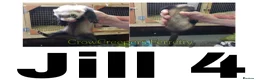 Ferret rodents for sale: Ferret Kits for Sale - Advert 6