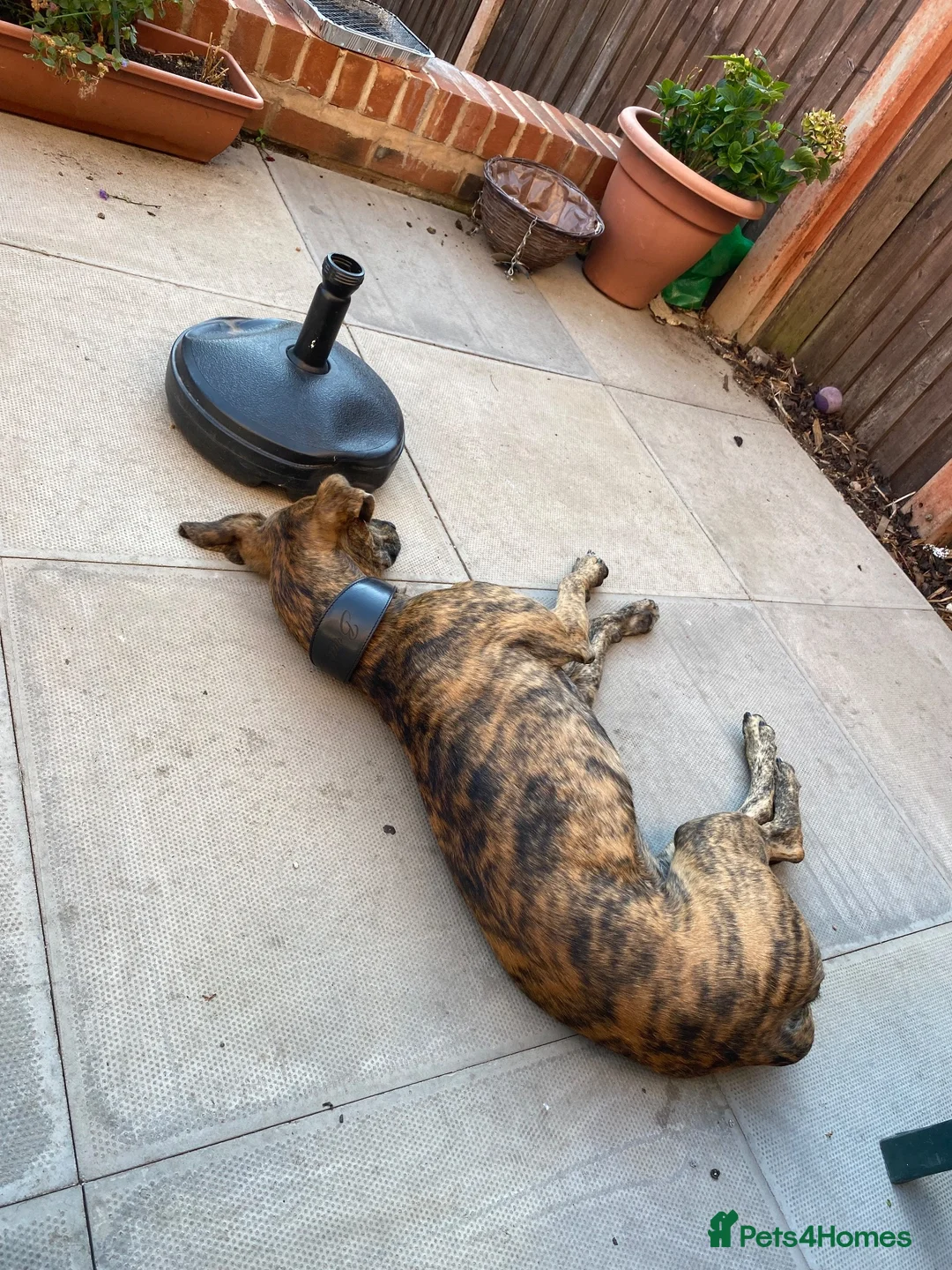 Lurcher dogs for sale: Beautiful 1 year old boy in Cradley Heath - Advert 11