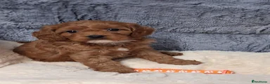 Cavapoo 3