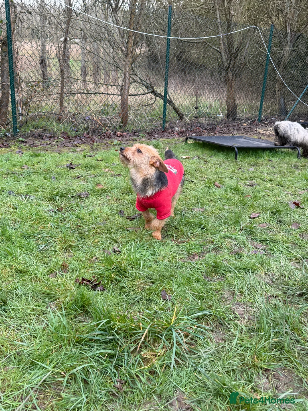 Yorkshire Terrier dogs for adoption: LISA – Female Yorkshire Terrier - Advert 8