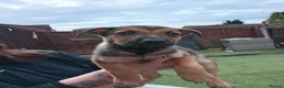 Mixed Breed dogs for sale: German Shepherd cross mali pups - Advert 10