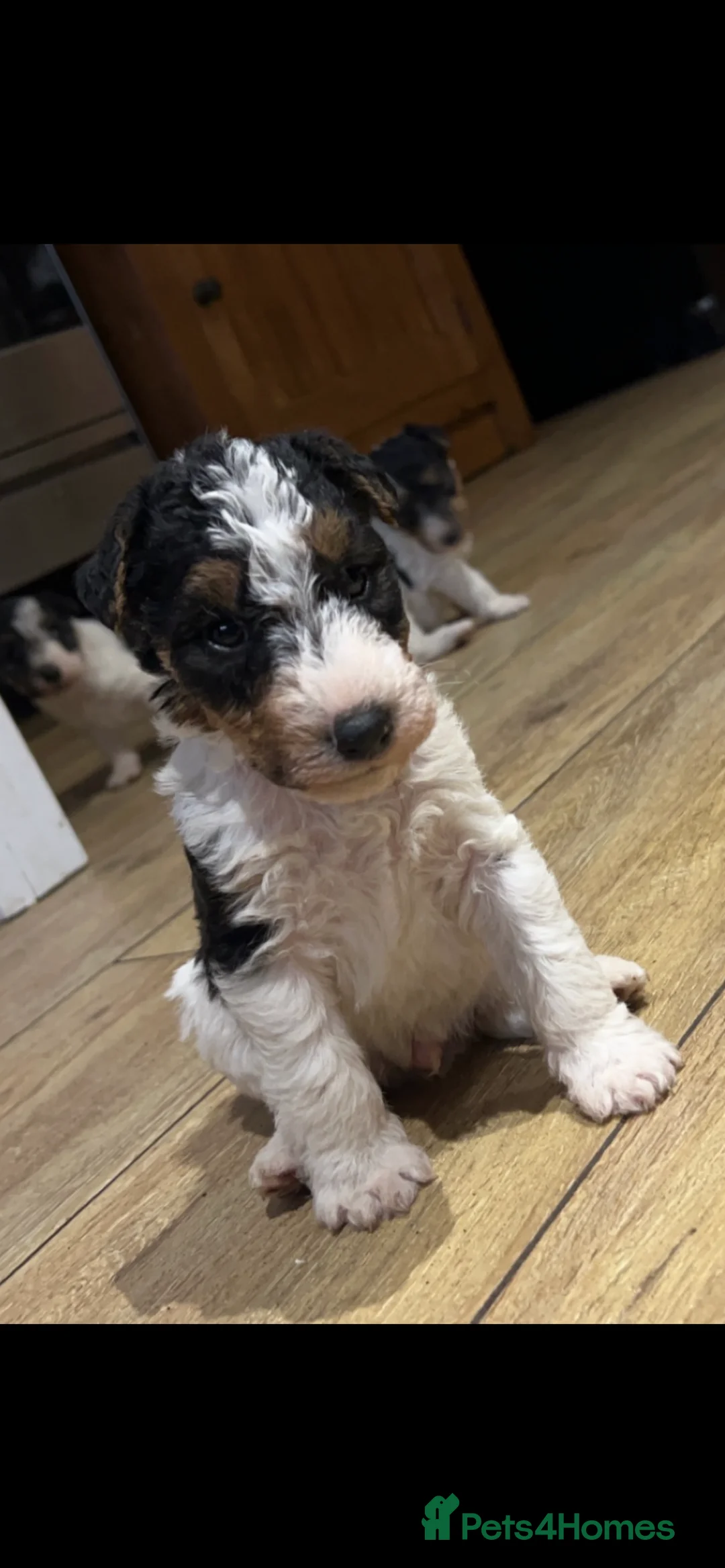 Fox Terrier dogs for stud: (TEDDY) Wire haired, fox terrier for STUD in Uttoxeter - Advert 8