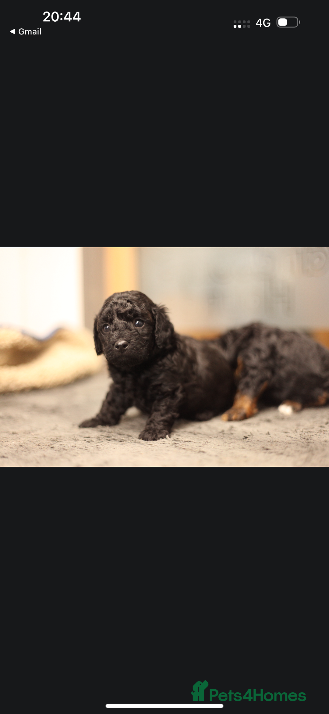 Poochon dogs for sale: Beautiful Poochon Pups Home Bred second litter - Advert 22