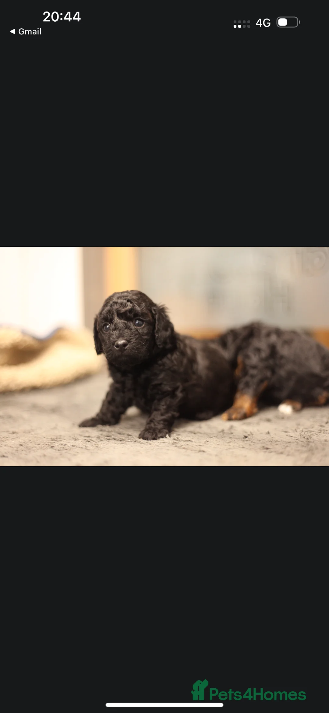 Poochon dogs for sale: Beautiful Poochon Pups Home Bred second litter - Advert 22