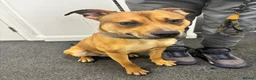 Mixed Breed dogs for sale: Lovely 10-Month-Old German Shepherd x Bulldog Enzo in London - Advert 3