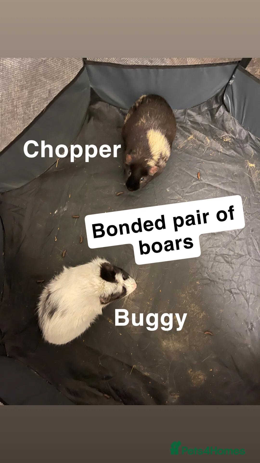 Guinea Pig rodents for sale: 2 bonded male guinea pigs in Chesterfield - Advert 1