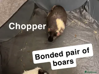 Guinea Pig rodents 2 bonded male guinea pigs in Chesterfield - Advert 1