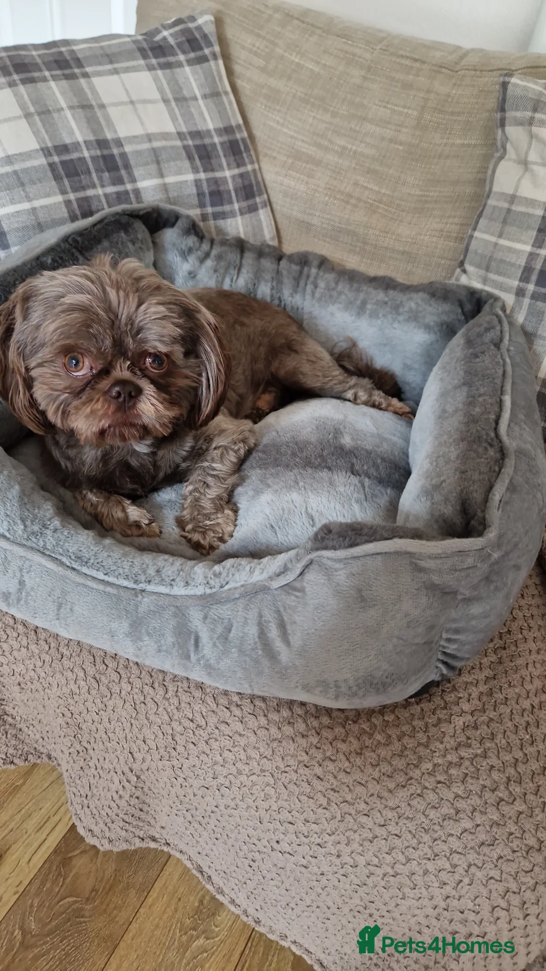 Shih Tzu dogs for stud: KC Karashishi Imperial Chocolate/Lavender Stud in Derby - Advert 12