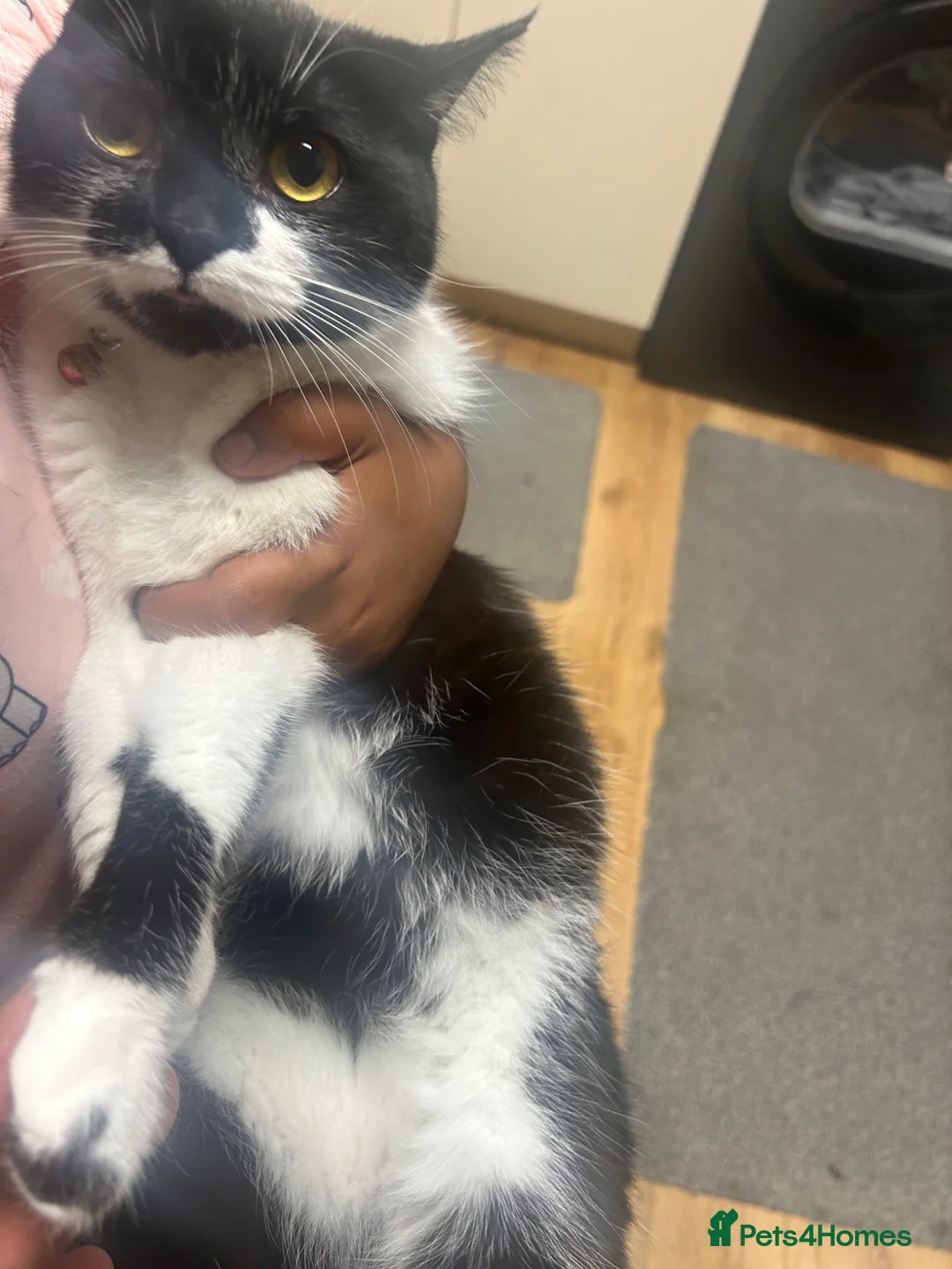 Mixed Breed cats for sale: British short hair Mix - Advert 2