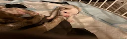Mixed Breed dogs for sale: Tri Merle Staff lovely colours  in Hemel Hempstead - Advert 21