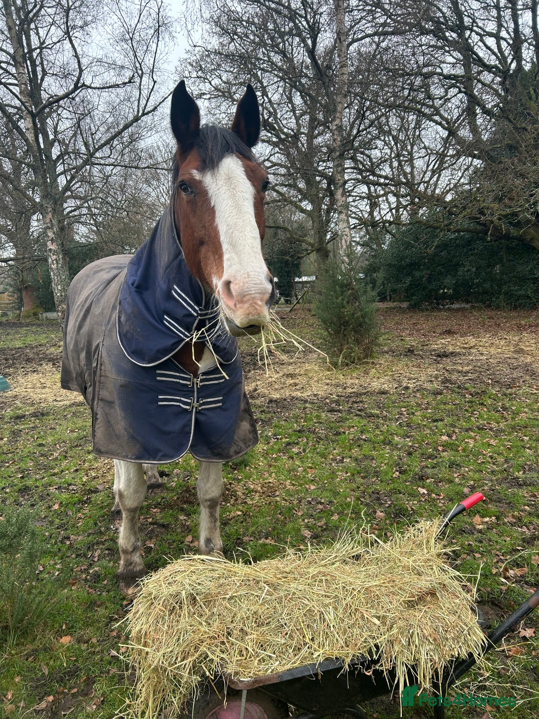 Irish Sports horses for sale: 🔆PROJECT HORSE SELLING FROM FIELD 🔆 - Advert 4