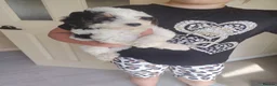 Cavapoo dogs for sale: Cavapoo puppys - Advert 24