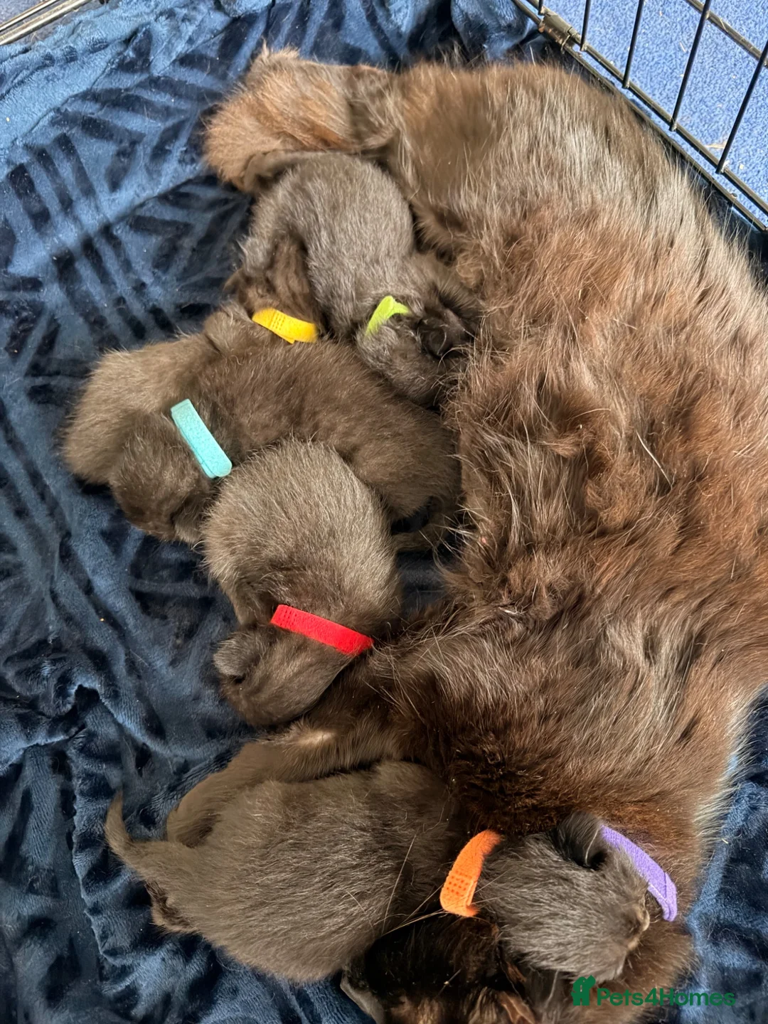 Mixed Breed cats for sale: 1/4 Maine coon cross mixed breed  - Advert 2