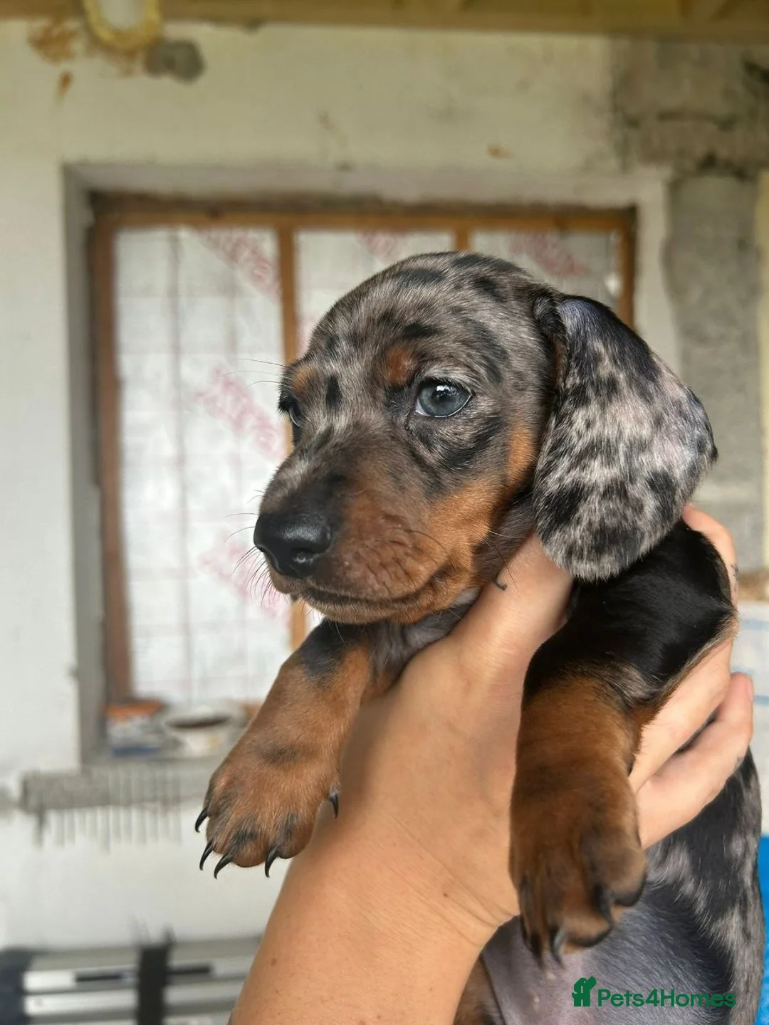 Dachshund dogs for sale: Beautiful Miniature Dachshund Puppies - Advert 18