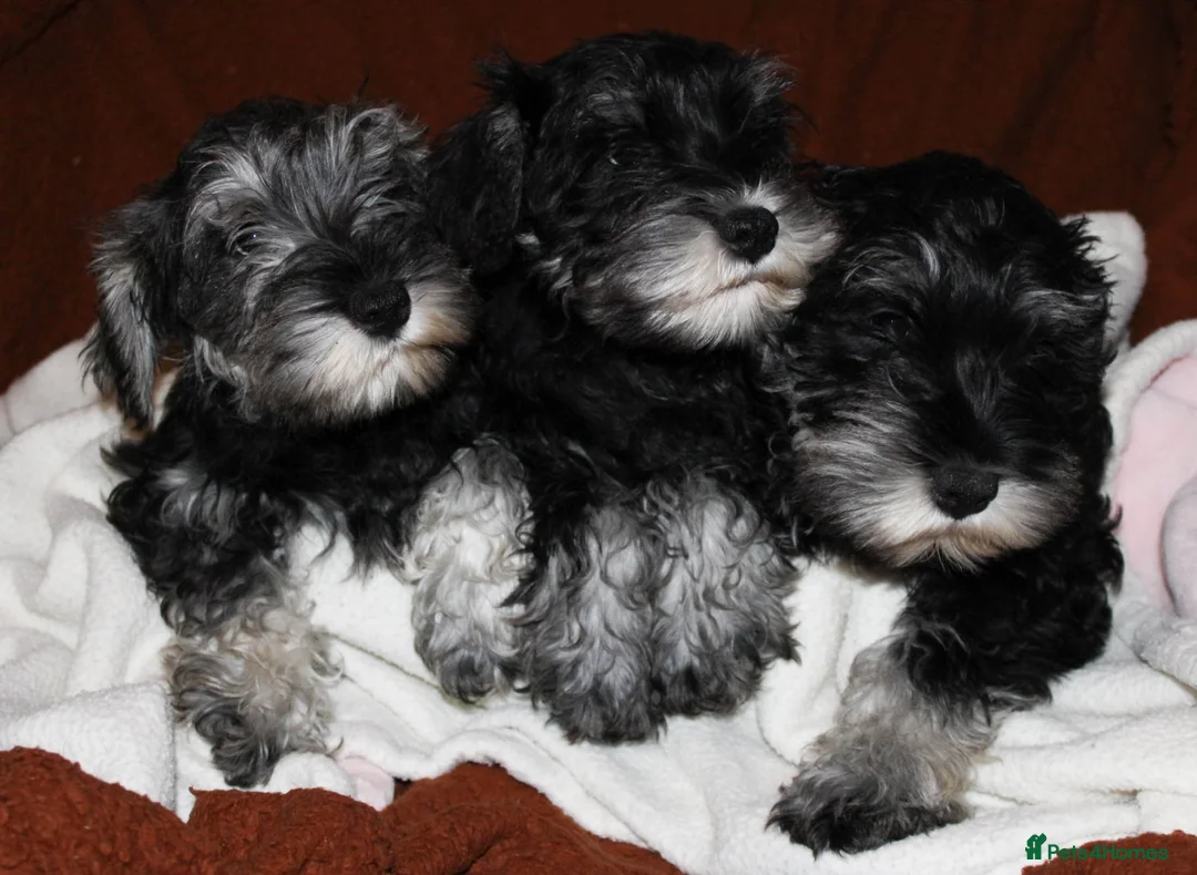 Miniature Schnauzer dogs for sale: Charming Mini Schnauzers with KC registration - Advert 5