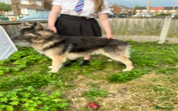 German Shepherd dogs for stud: Blue kc gsd stud  in Oldham - Image 3