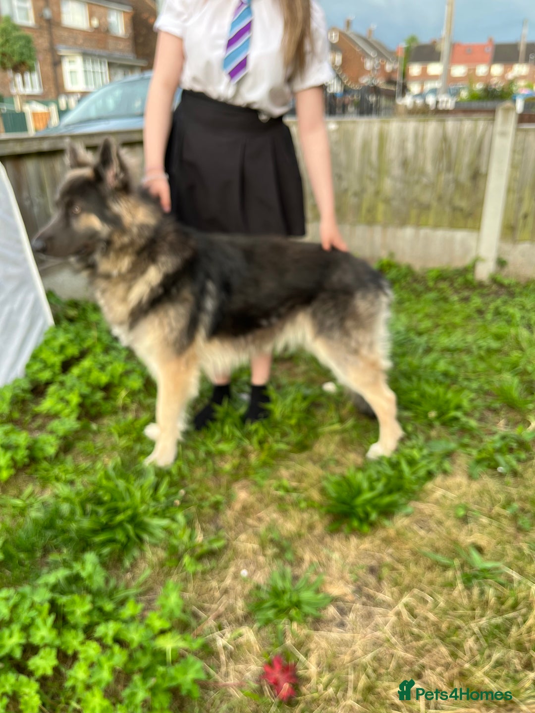 German Shepherd dogs for stud: Blue kc gsd stud  in Oldham - Image 3
