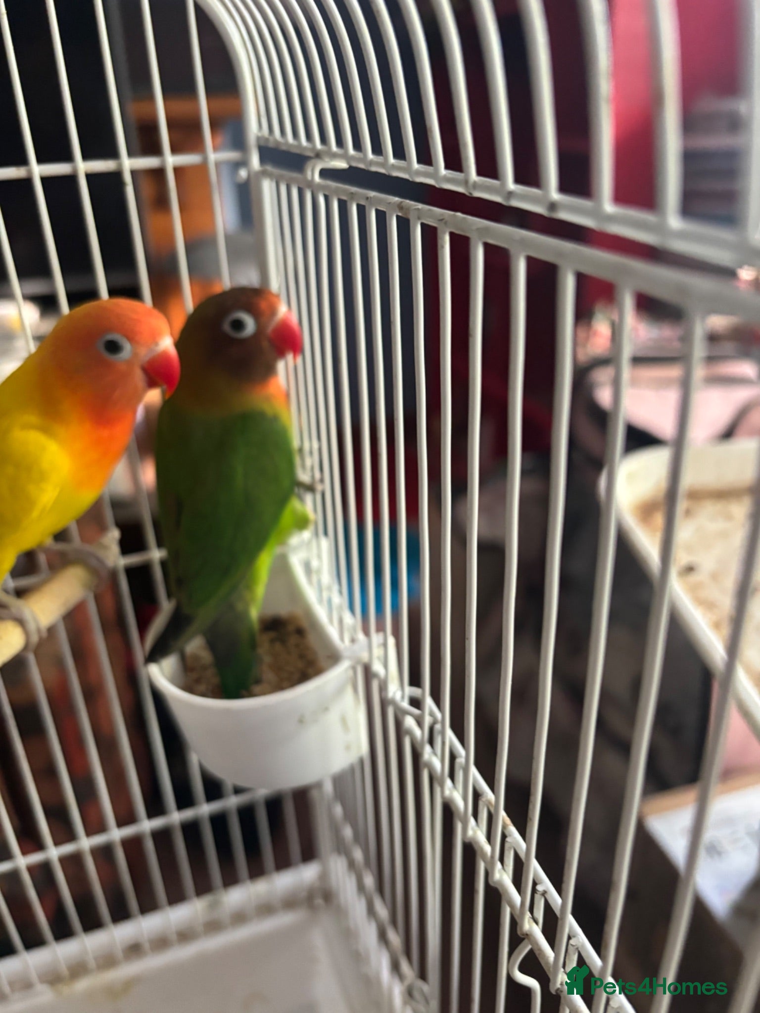 Lovebirds birds Lovely young birds for sale - Advert 1