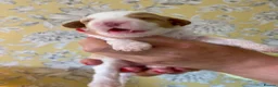Cockapoo dogs for sale: Absolutely Stunning & Unique Cockapoo Pups! - Advert 24