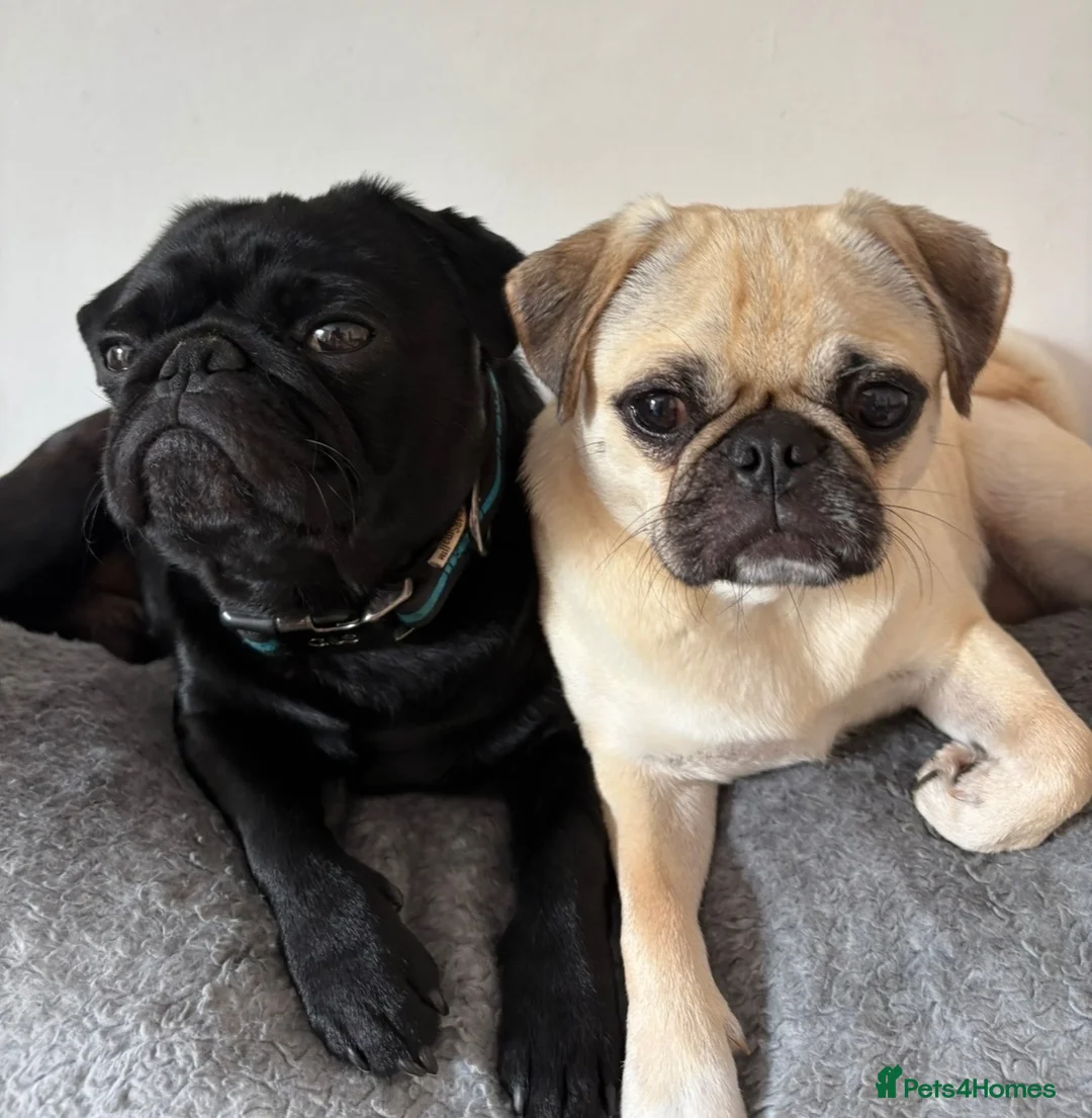 Pug dogs for sale: Beautiful Purebred Pug Pups (Parents can be seen) - Advert 8