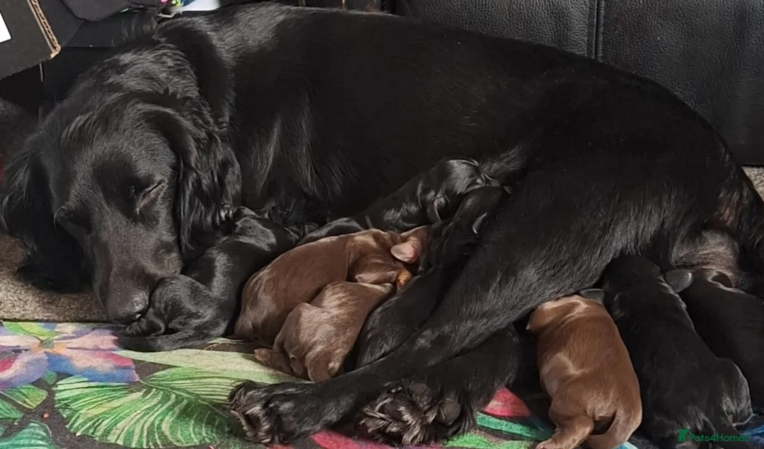 Sprocker dogs for sale: 8 gorgeous sprocker puppies in Ottery Saint Mary - Advert 6