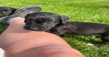 Mixed Breed dogs - Advert 14