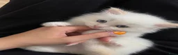 Ragdoll cats for sale: Adorable Purebred Ragdoll Kitties 🤍 - Advert 12