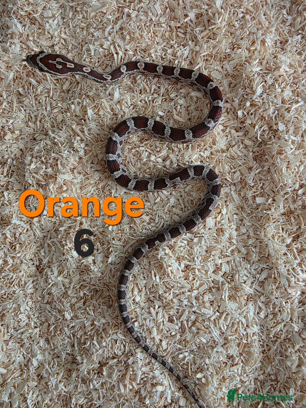 Corn Snake reptiles for sale: Various Cornsnakes avilable  - Advert 16