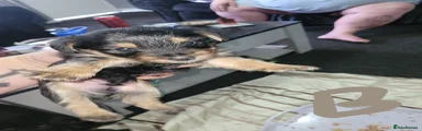 Yorkshire Terrier 1