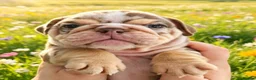 English Bulldog dogs for sale: English bulldog puppies  - Advert 10