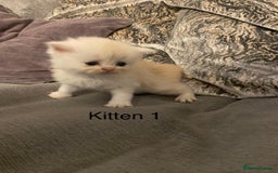 Persian cats for sale: X Persian kittens  - Image 2