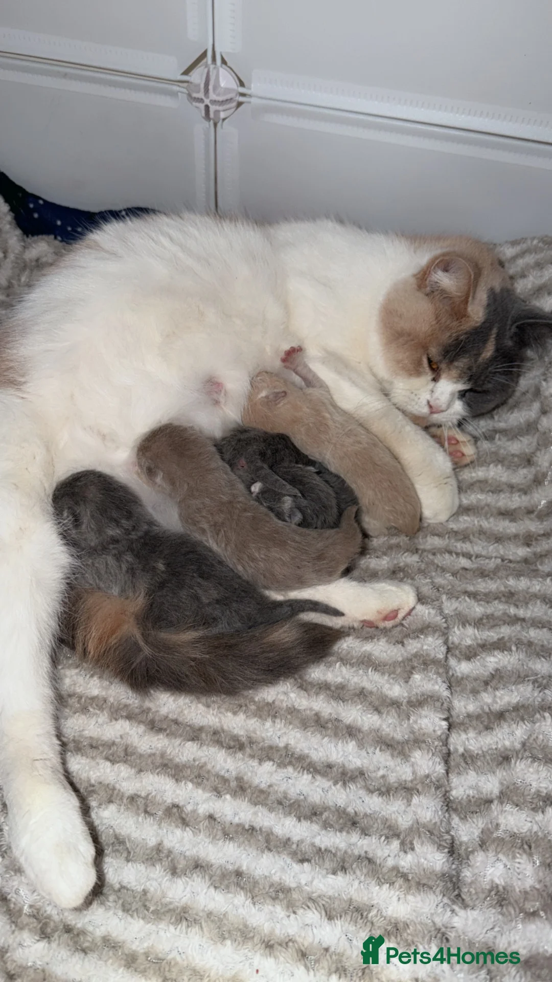 British Shorthair cats for sale: British shorthair kittens have arrived 😍😍  in Sheffield - Advert 1