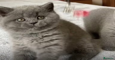 British Shorthair cats - Advert 5