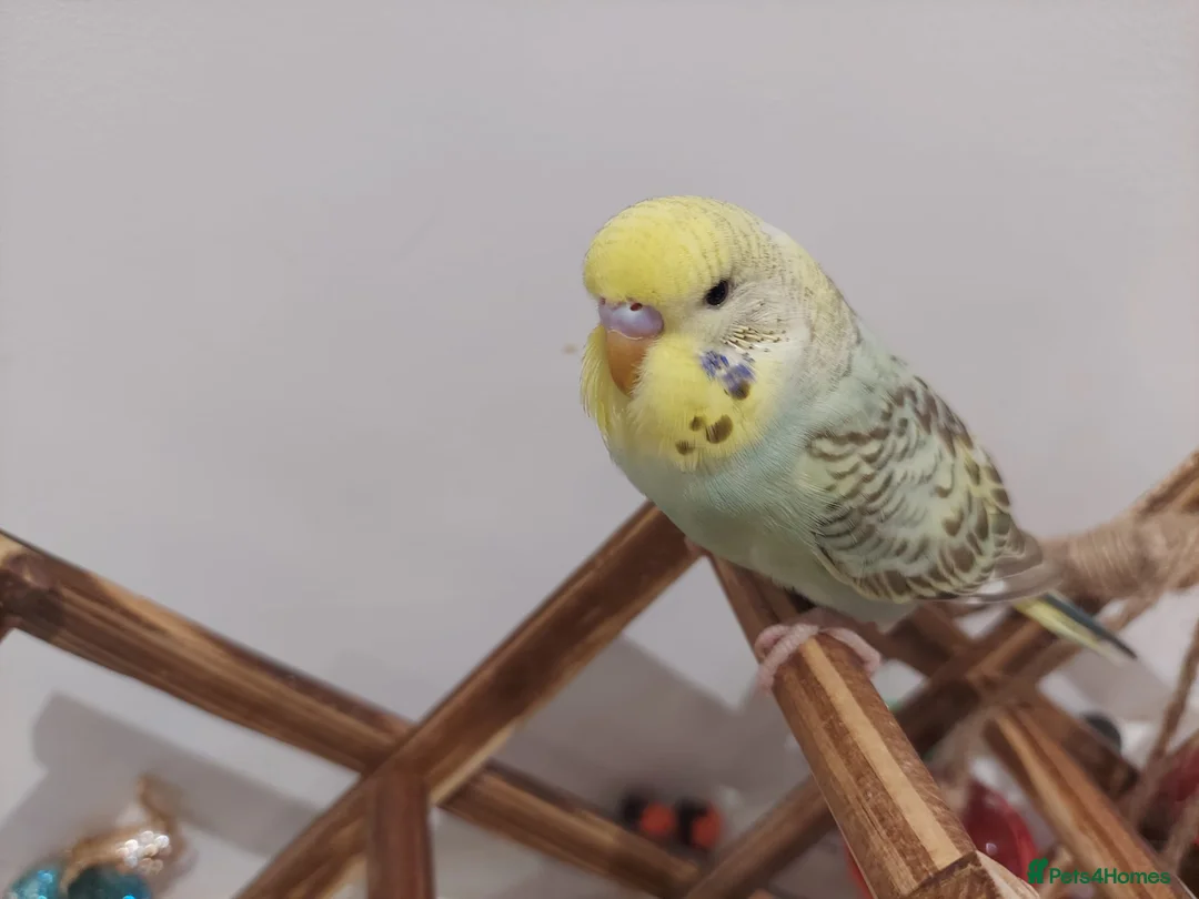 Budgerigars birds for sale: Tame Baby Budgies SOLD - Advert 4