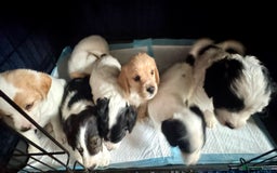 Mixed Breed dogs for sale: 7 gorgeous Cockalier puppies for sale  - Image 8