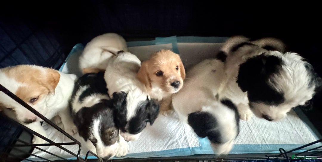 Mixed Breed dogs for sale: 7 gorgeous Cockalier puppies for sale  - Image 8