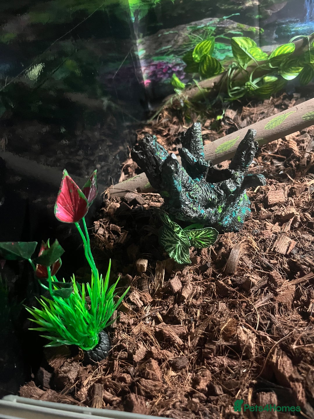 Python Snake reptiles for sale: Very sweet ball python and tank and unit  - Advert 15