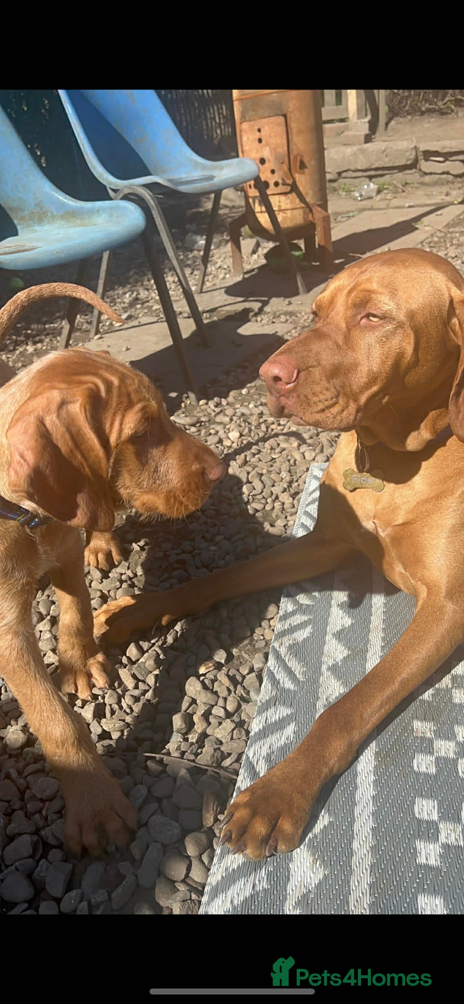Hungarian Vizsla dogs Beautiful Hungarian Vizsla Puppy READY NOW - Advert 1