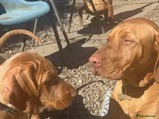 Hungarian Vizsla dogs Beautiful Hungarian Vizsla Puppy READY NOW - Advert 17