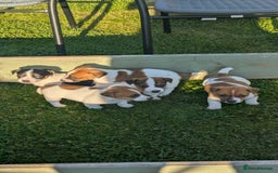 Jack Russell dogs for sale: Jack Russell puppies  - Image 1