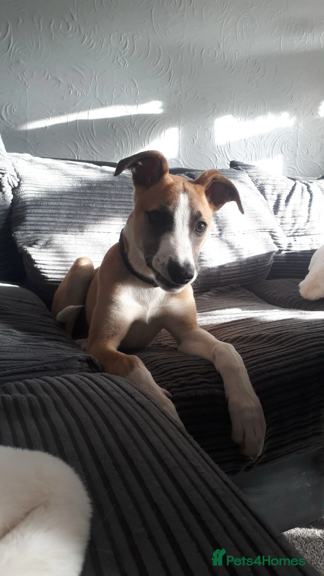 Lurcher dogs for stud: Lurcher for stud - Advert 26