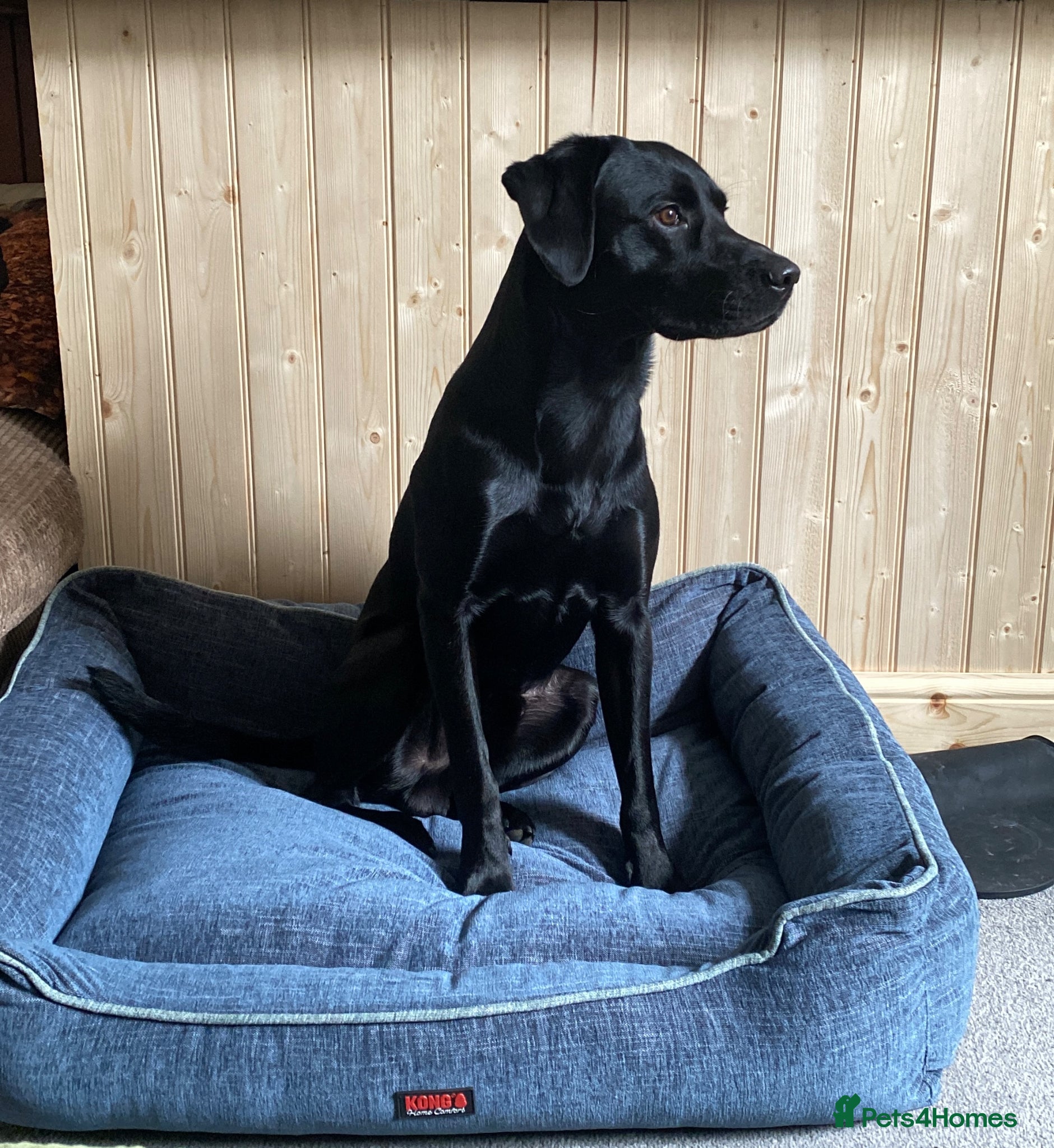Labrador Retriever dogs Black Labrador Stud - Advert 6