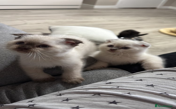 Scottish Fold cats - Advert 3