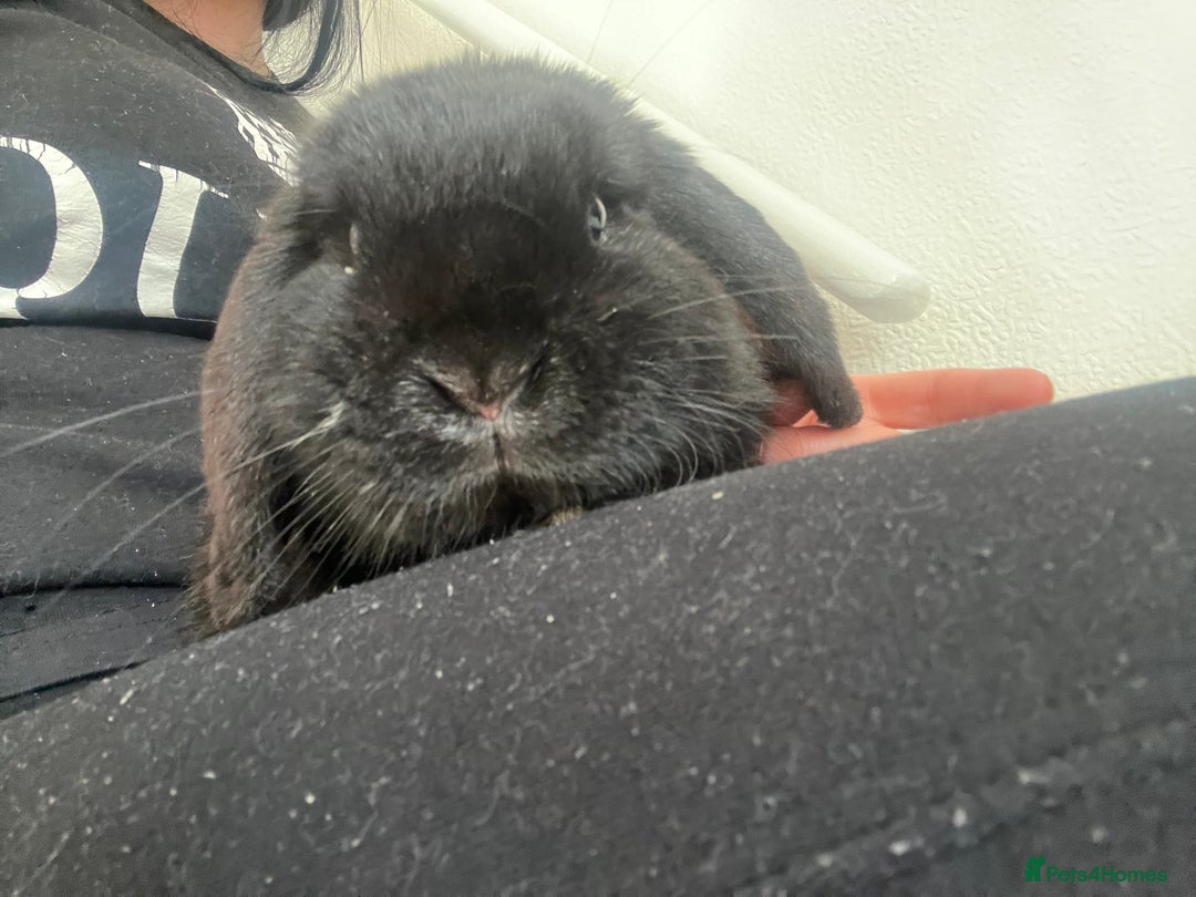 French Lop rabbits for sale: Bunny - Advert 6