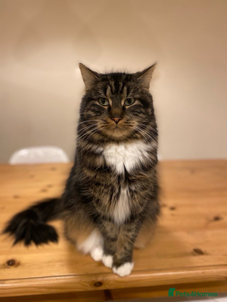 Mixed Breed cats Barry: Playful and Ready for His Forever Friend - Advert 3