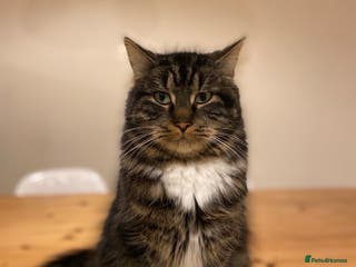 Mixed Breed cats Barry: Playful and Ready for His Forever Friend - Advert 21