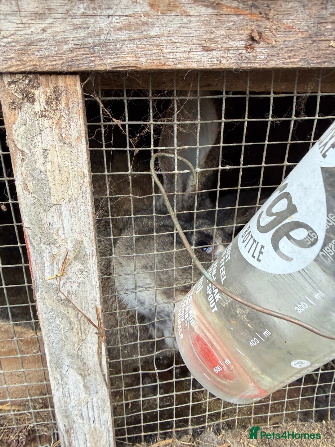 Californian rabbits for sale: Rabbits for you  - Advert 13